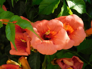 Trumpet vine or creeper or campsis radicans, orange flowers, in Athens, Greece