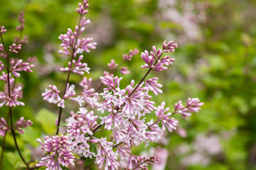 Fototapeta premium Lilac branch with flowers and buds in the summer garden