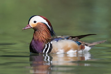 Mandarin duck in the river (Aix galericulata)