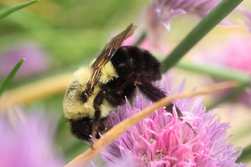 Macro photography of a common eastern bumble bee foraging among pink and purple chive blossoms.