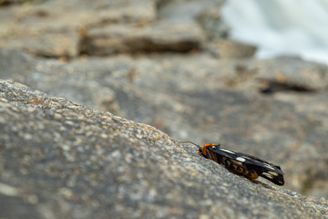 bug on rock