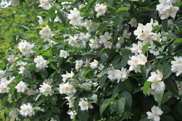 Jasmin im Garten