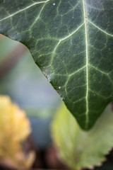 close up of ivy leaf venation, half leaf