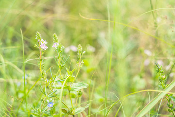 Green juicy grass and gentle blue flowers in the field on a sunny day