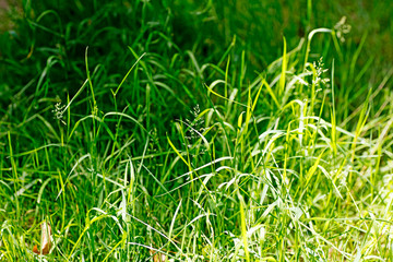 Green nature macro background fine art in high quality prints products fifty megapixels