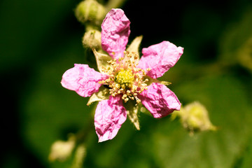 Flower Rubus occidentalis Rosaceae family macro background fine art in high quality prints products...
