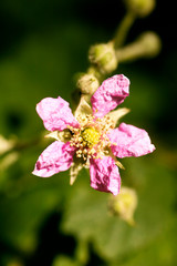 Flower Rubus occidentalis Rosaceae family macro background fine art in high quality prints products...
