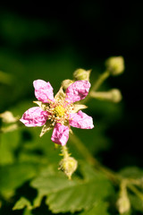 Flower Rubus occidentalis Rosaceae family macro background fine art in high quality prints products fifty megapixels