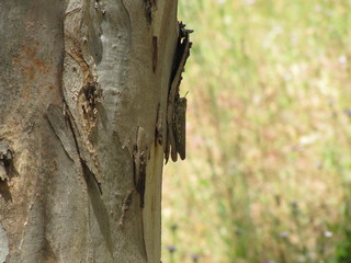 Locust on a Bark of a Tree in Greece
