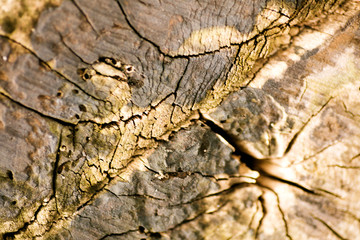 Wood abstract macro background fine art in high quality prints products fifty megapixels
