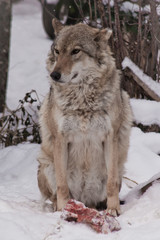 The female wolf sits over the meat. A wolf in the snow in a winter forest