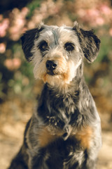 Portrait von einem Mischling im Frühling