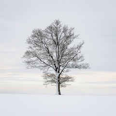 winter cold nature details with snow and vegetation under snow cover