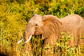 African elephant in the wild, Kruger Park,South Africa