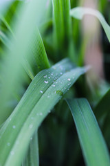 Obraz premium morning dew