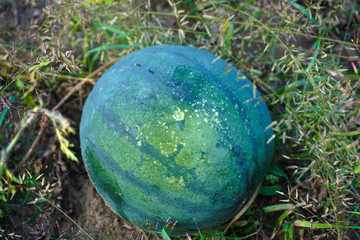 melon field with heaps of ripe watermelons in summer
