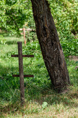 summer green mixed tree forest with green grass foliage