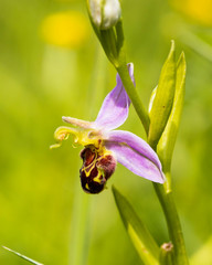 Bee Orchid, Ophrys apifera