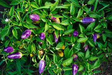 Peppers on the Field in Rows With Green Leaves