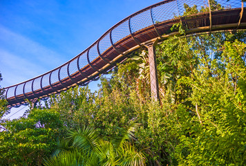 Tree canopy walkway in the Kirstenbosch Garden, Cape Town, South Africa