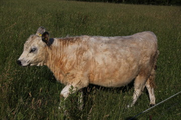 Young gallowys in high grass