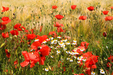 Obraz premium View on grain field in summer with red corn poppy flowers (Papaver rhoeas) and white and yellow chamomile flowers