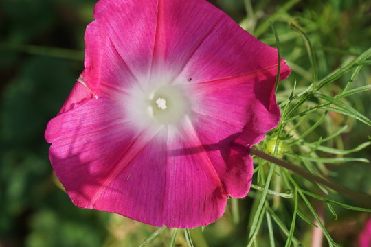 Beautiful Petunias flower Petunia hybrida isolated on white background