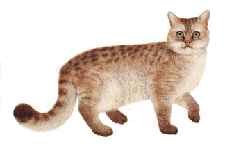 chat, sauvage, imaginaire, animal, isolé, joli, animal de compagnie, félin , , domestique, fourrure, chat , mammifère, chat tigré, beau, animal de compagnie, adorable, race, patte, rayes