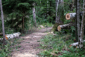 Obraz premium beautiful pathway in the green forest after the rain