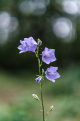 beautiful purple blue summer flowers isolated on green background