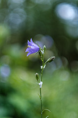 beautiful purple blue summer flowers isolated on green background