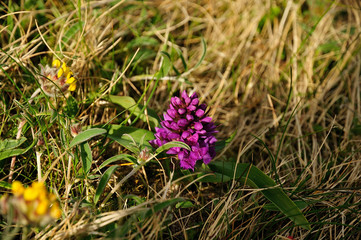 Northern March Orchid