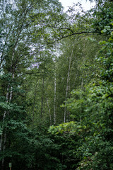 summer green mixed tree forest with green grass foliage