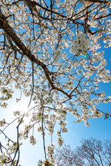 weiße Blütenknospen Blüten von Baum erblühen im Frühling. Die Natur erwacht zum Leben