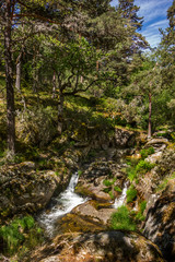 Fototapeta na wymiar Stream in the forest. Lozoya river. Hiker route in the 