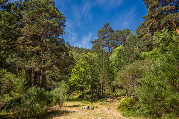 Road in the forest. Hiker route in the "Sierra de Guadarrama" National Park, Madrid, Spain.