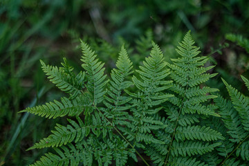 Fototapeta na wymiar young fresh fern leaves in forest summer after the rain