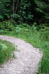 Obraz premium beautiful pathway in the green forest after the rain