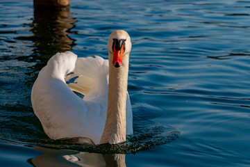 weißer Schwan schwimmt auf Fluss. Cygnus