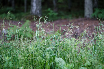 summer green mixed tree forest with green grass foliage