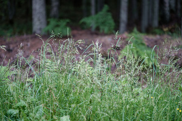 summer green mixed tree forest with green grass foliage