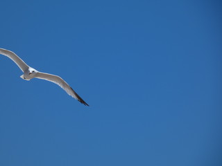 Seagull in the sky