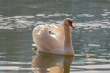 weißer Schwan schwimmt auf Fluss. Cygnus
