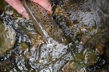 Brown trout (Salmo Trutta Fario)