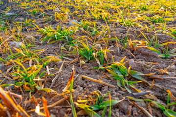 young fresh green grass background