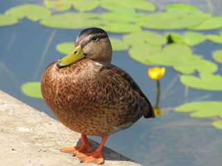A brown duck near a pond with green leaves on the water