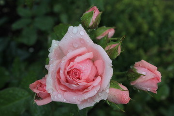 Rosa Rose nach dem Regen