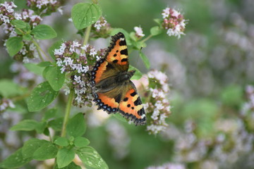 motyl wczesna wiosna