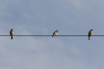 birds on a wire