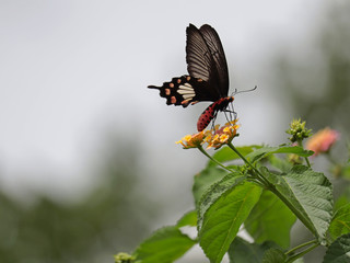 butterfly on weeping lantana flower.	